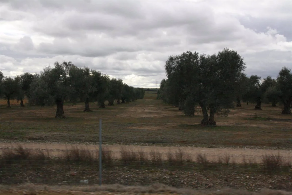 C-LM pagará "próximamente" 11 millones en ayudas a 1.100 olivicultores afectados por 'Filomena' 6