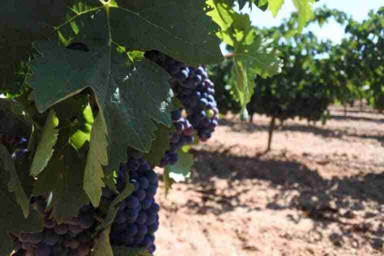El Ministerio de Agricultura concede a C-LM autorización para plantar 508 nuevas hectáreas de viñedo en 2022