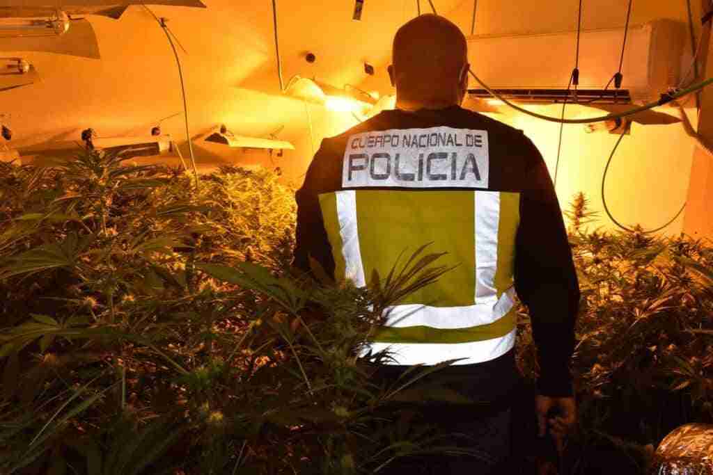 Policía Nacional Guadalajara interviene en un día 2.150 plantas de marihuana en tres operaciones diferentes