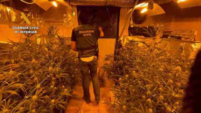 Un detenido y desmantelada una plantación de marihuana con 364 plantas en El Cubillo de Uceda (Guadalajara)