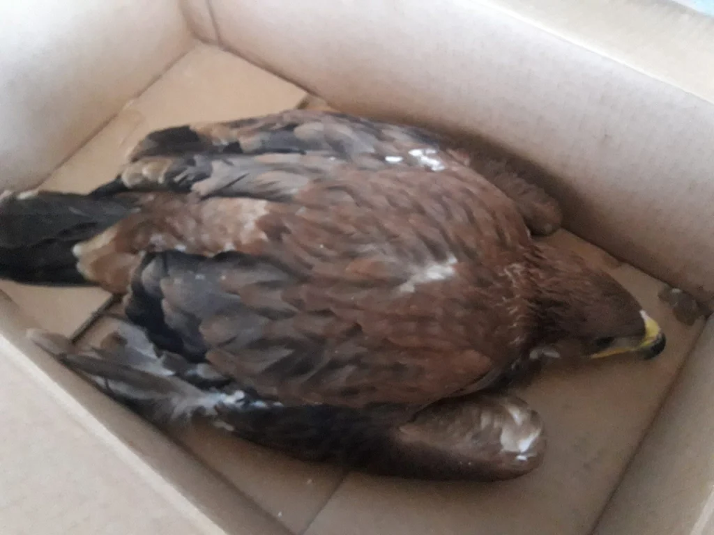 Rescatados 3 pollos de águila imperial en Herencia (Ciudad Real) 3