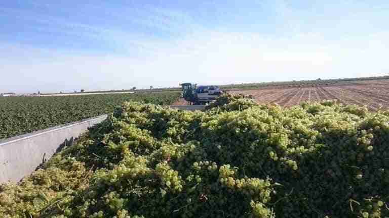 Asaja prevé una "importante merma" en la cosecha de la uva en Ciudad Real por las altas temperaturas
