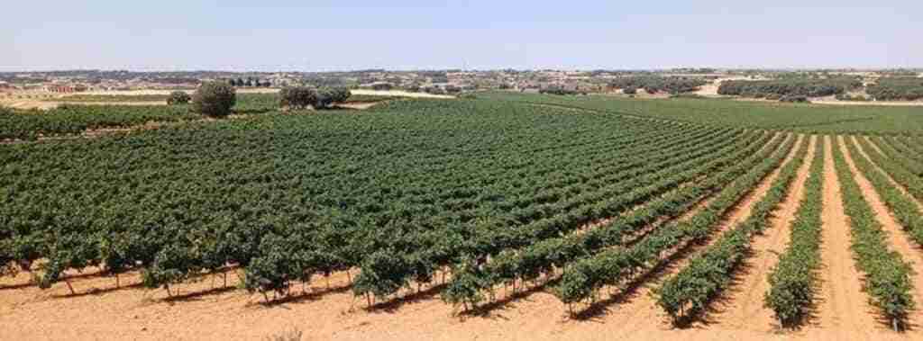 CHJ detecta más de 220 hectáreas de cultivos con riegos ilegales durante una redada en municipios de Albacete y Cuenca