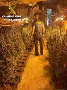 Desarticulan un laboratorio de marihuana con 796 plantas en Santa Olalla (Toledo)