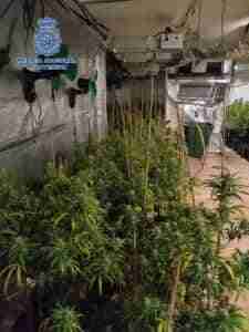Detenida una pareja reincidente de Talavera de la Reina por cultivar marihuana en su vivienda