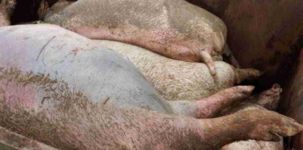 Ecologistas denuncian que un proyecto de macrogranja de 8.000 cerdos en Huete se trocea en 4 para sortear la moratoria