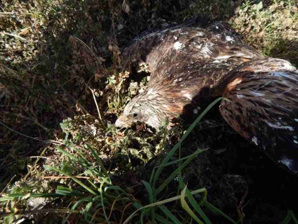 Ecologistas en Acción y WWF España denuncian la muerte de nueve rapaces protegidas en la provincia de Toledo
