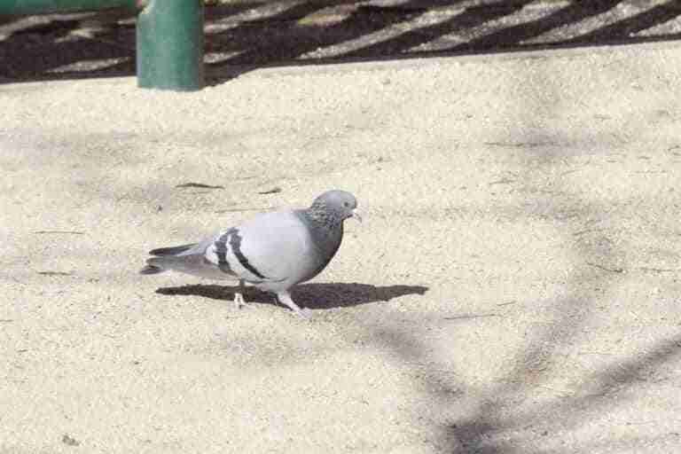 El Ayuntamiento de Guadalajara reduce en un 50 por ciento la colonia de 45.000 palomas existentes en 2019