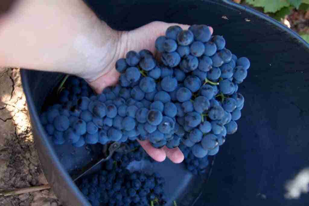 Este miércoles entra en vigor la orden que establece el grado mínimo de la uva para vinificación en la campaña 2022/2023