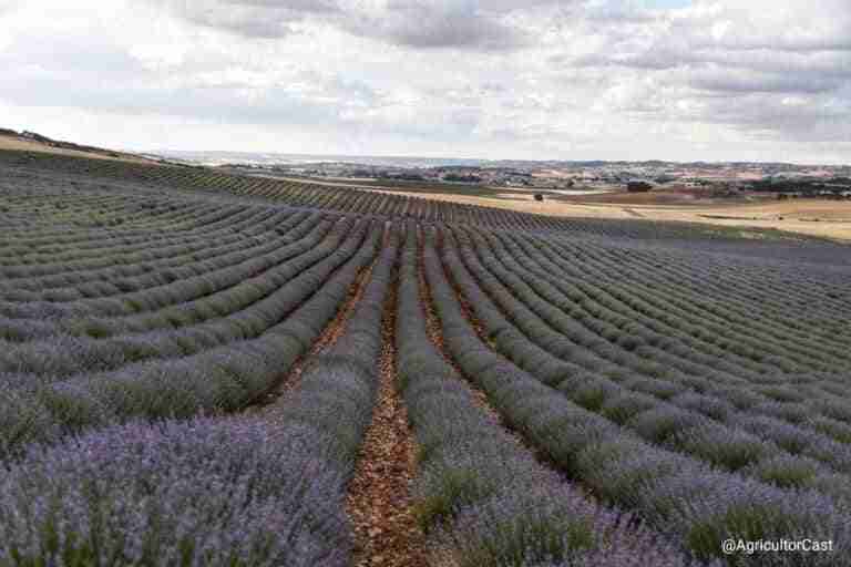 Ir de blanco, sin mascota y respetar el medio, consejos de Tractorista de Castilla para disfrutar la cosecha de lavanda
