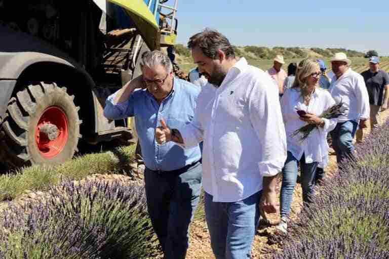 Núñez insta al Gobierno regional a tomarse "en serio" al sector de la lavanda: "Detrás hay muchos puestos de trabajo"