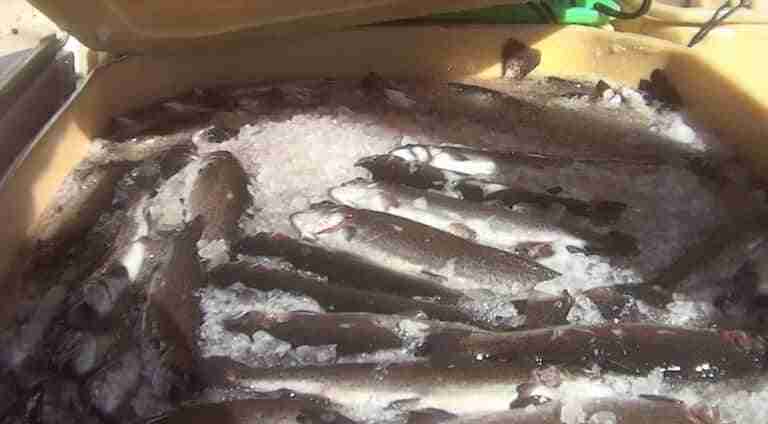 VÍDEO: Una cámara oculta de Fundación Franz Weber en piscifactorias de C-LM revela hacinamiento y sacrificios en hielo