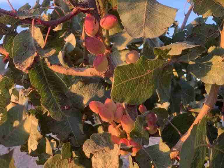 'El Chaparrillo', guardián de 60 variedades de pistachero inscritas en el sistema de la FAO