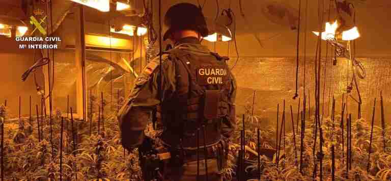 Detenido en El Casar (Guadalajara) por cultivar 600 plantas de marihuana y defraudar casi 30.000 euros en luz