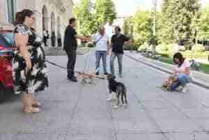 El Albergue de Animales de la Diputación de Cuenca ha atendido a 12.780 perros en sus 20 años de funcionamiento