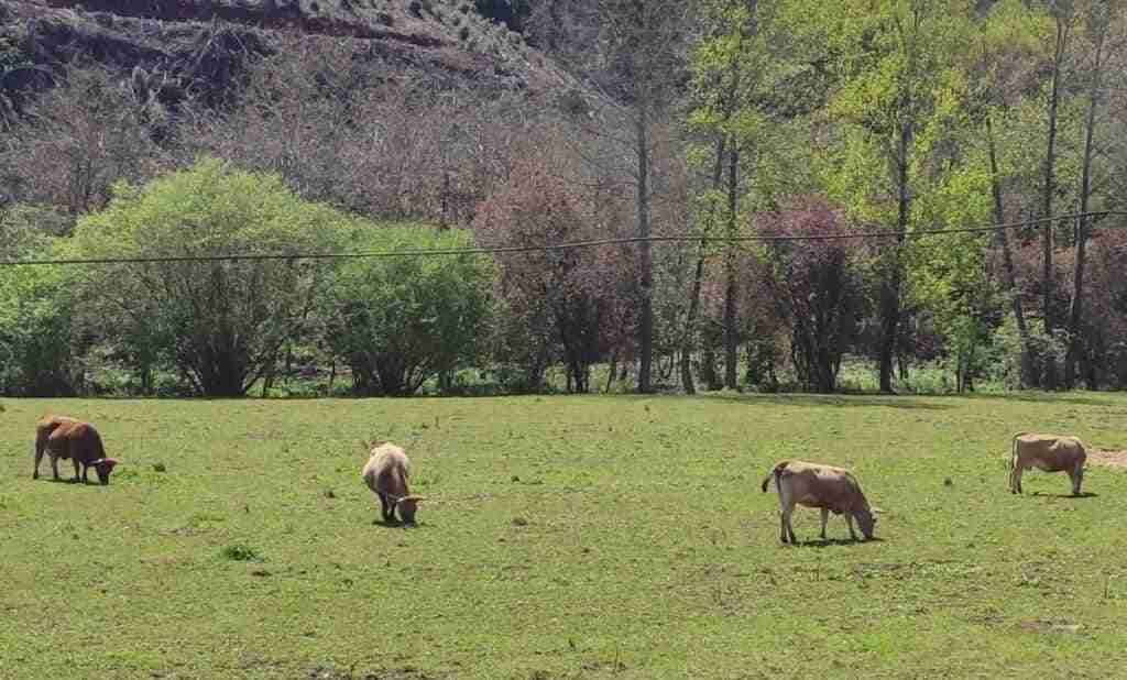 El sector ganadero de la Sierra Norte de Guadalajara se ve obligado a usar mangueras para llevar agua sus vacas