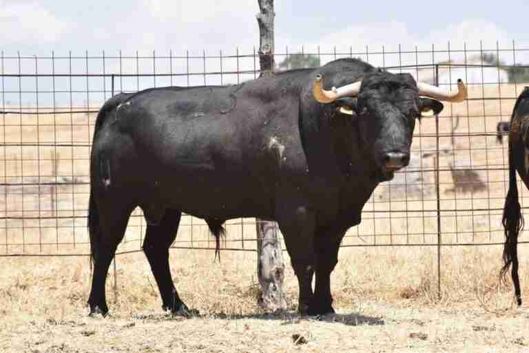 Herido un hombre de 70 años en Landete (Cuenca) tras ser embestido por un toro en la plaza del municipio