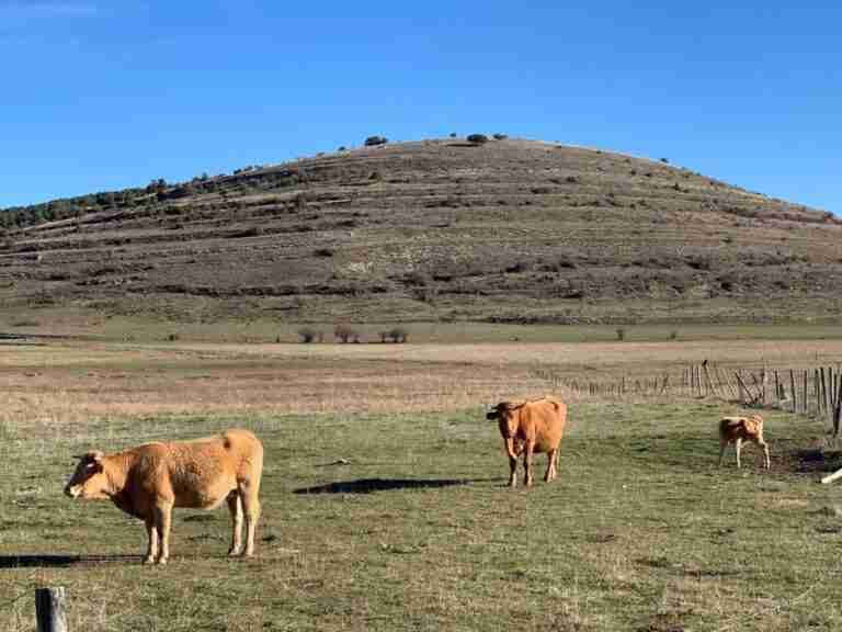 Junta compensa con 63 millones a 14.600 personas del sector agrario que acometen prácticas medioambientales respetuosas