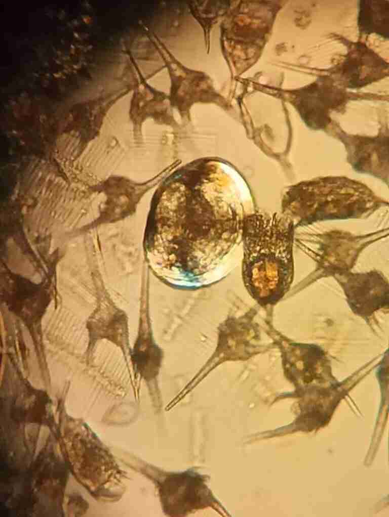 CHS detecta larvas de mejillón cebra en el Cenajo y un aumento de población adulta de la especie en Talave y Camarillas