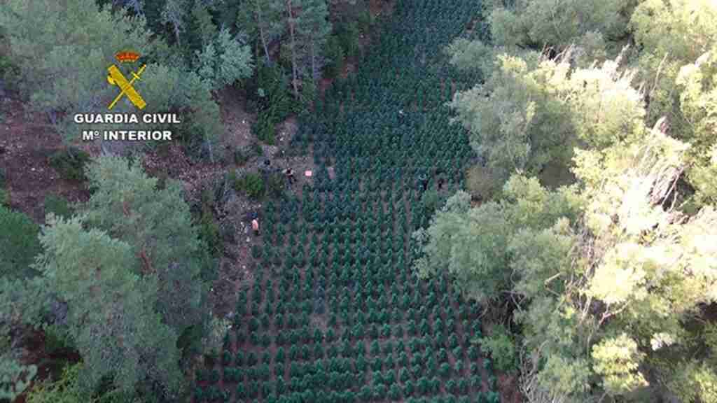 Desmantelan una plantación de marihuana en un paraje natural de Guadalajara y detenienen a dos personas