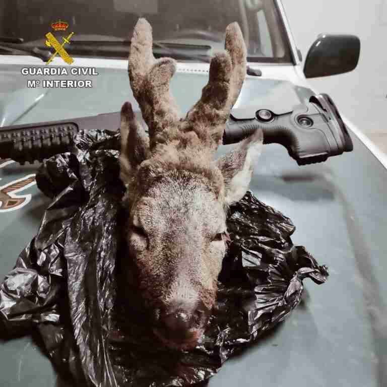 Investigado en Guadalajara por cazar de forma furtiva un corzo