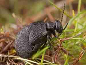 Investigadores del Museo de Ciencias Naturales descubren una especie nueva de escarabajo en la provincia de Guadalajara