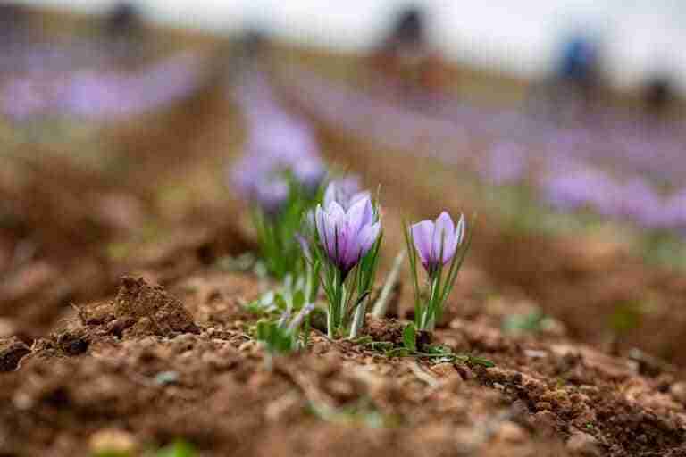 La DOP Azafrán de La Mancha alerta del riesgo de extinción del cultivo en C-LM y pide ayudas para nuevas plantaciones