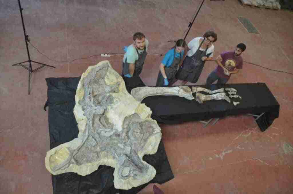 La restauración de la extremidad posterior del titanosaurio hallado 'Lo Hueco' dará pistas sobre su locomoción y postura