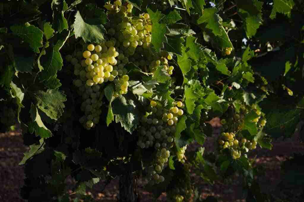 Sequía, aumento de costes y bajo precio de la uva podrían provocar 950 euros de pérdida por hectárea en C-LM, según Coag