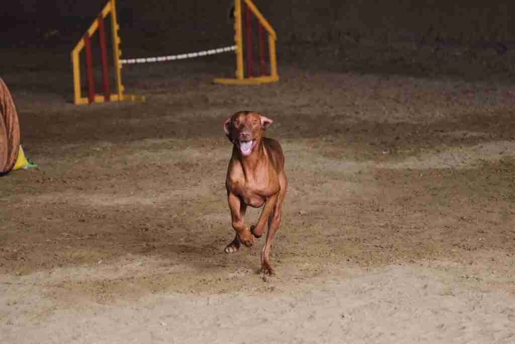 Toledo acoge el 1 y 2 de octubre la XXX Copa de España de Caza Práctica para Perros de Muestra