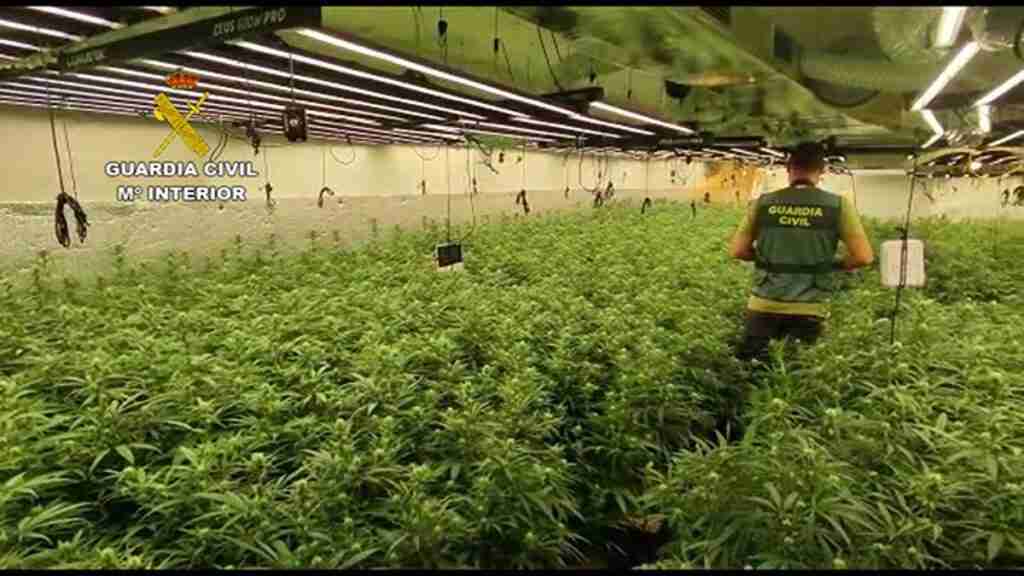 Una operación antidroga en Hormigos se salda con 19 detenidos y 10.000 plantas de marihuana intervenidas