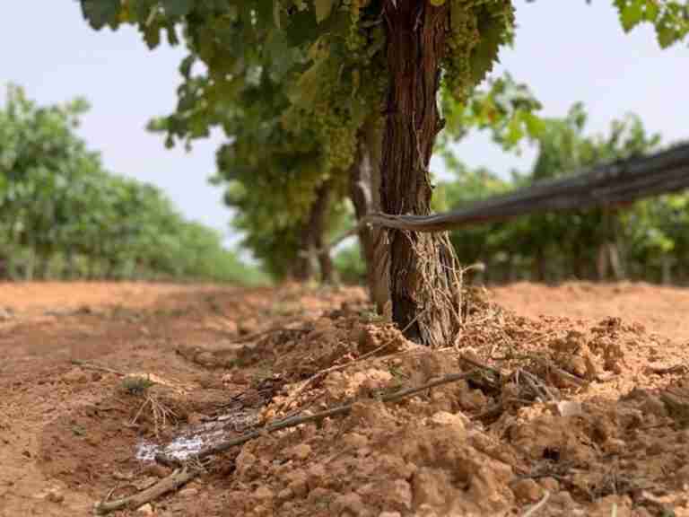 C-LM abona 17 millones de euros del último pago de la campaña de reestructuración de viñedo