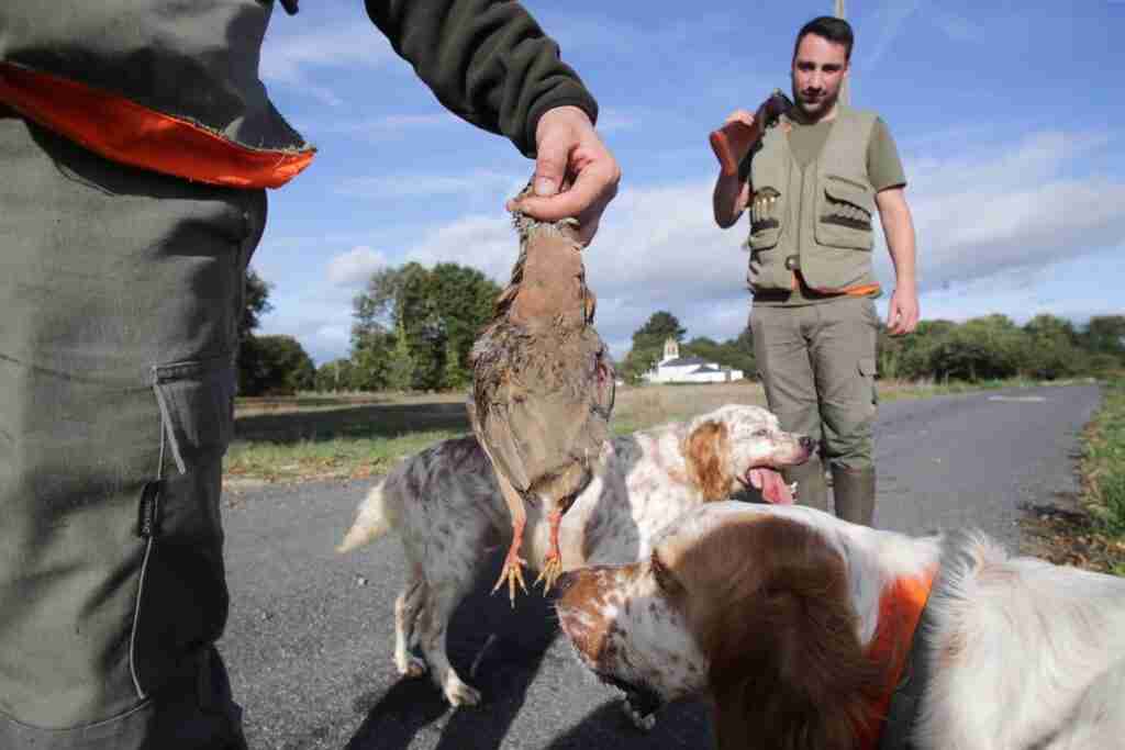Derechos Sociales reclama al PSOE retirar enmienda que excluye a los perros de caza de la ley de bienestar animal