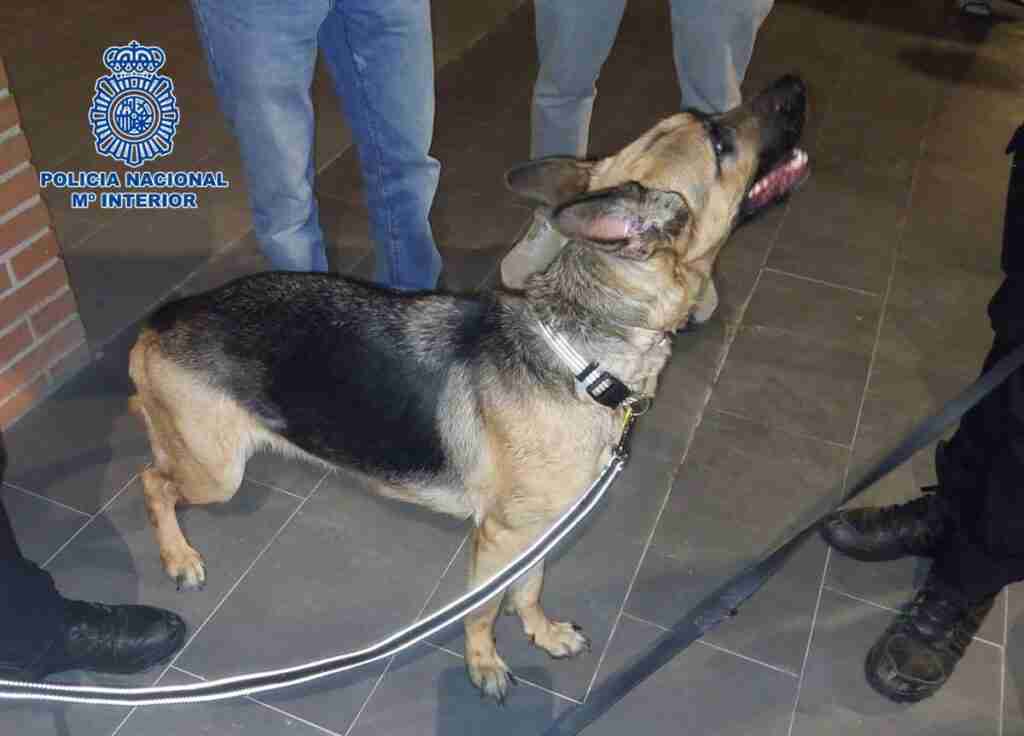 Detenida por el presunto abandono de 3 perros que llevaban más de una semana solos en casa en Toledovivienda