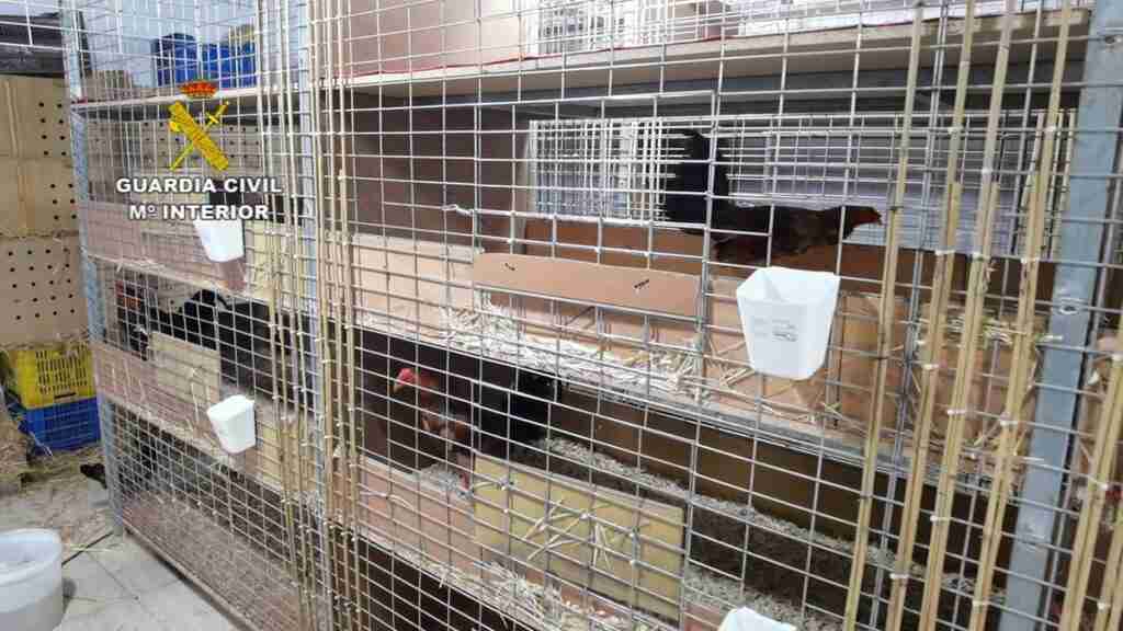 Detenido un veterinario por cortar crestas a más de 4.000 gallos para peleas ilegales, algunos en Toledo