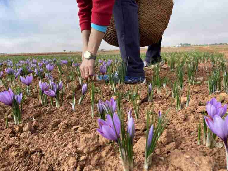 La DOP Azafrán apunta una reducción drástica de la producción y alerta de una "extinción" inminente del producto