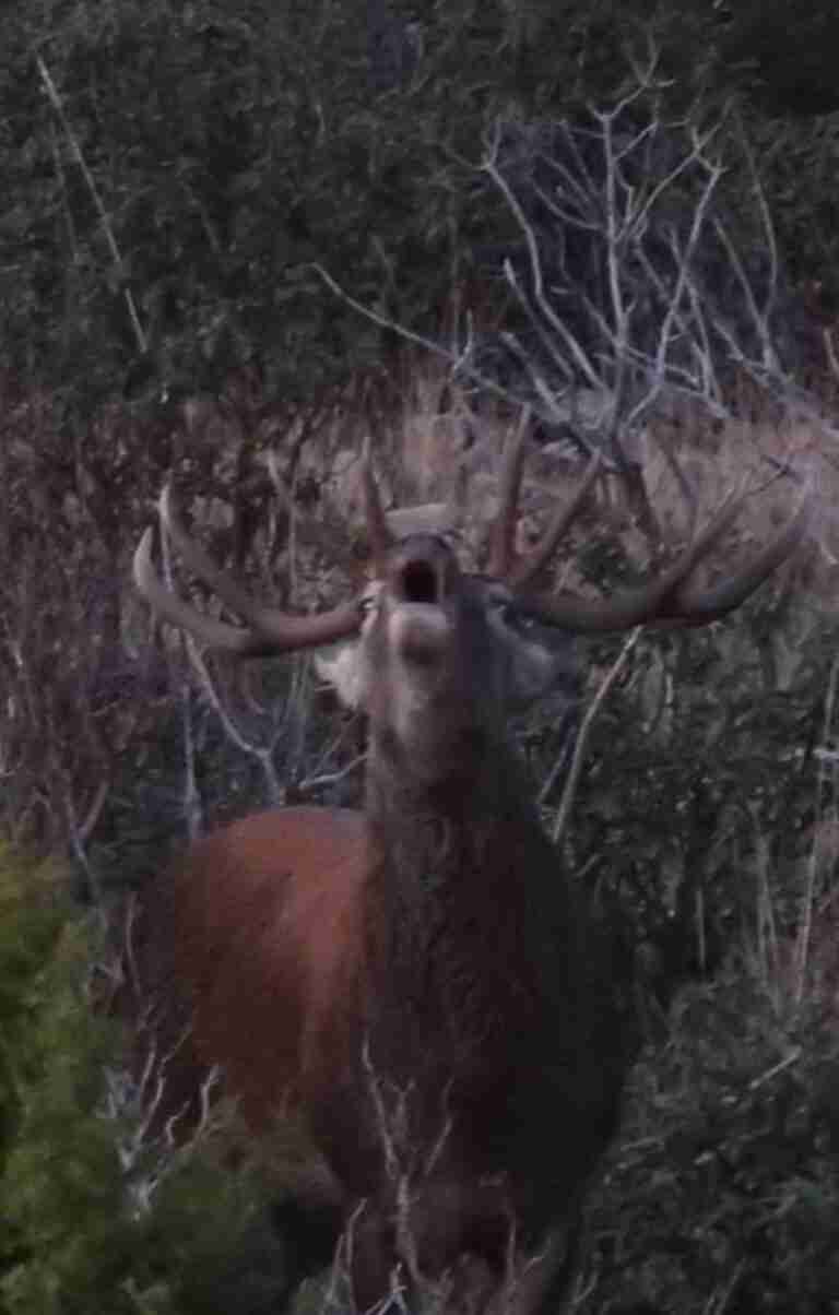 La berrea del ciervo y la ronca del gamo capitanean los atractivos otoñales del Alto Tajo
