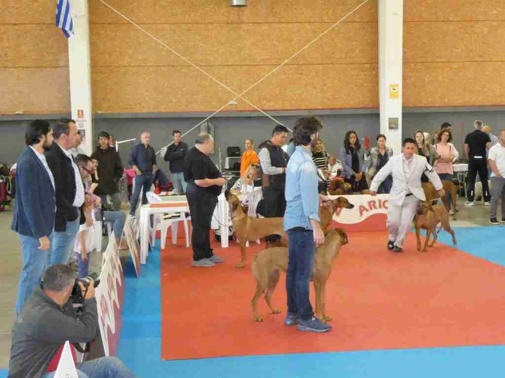 Talavera se convierte en "capital mundial del perro" con los 1.200 ejemplares que concurren en su Exposición Canina