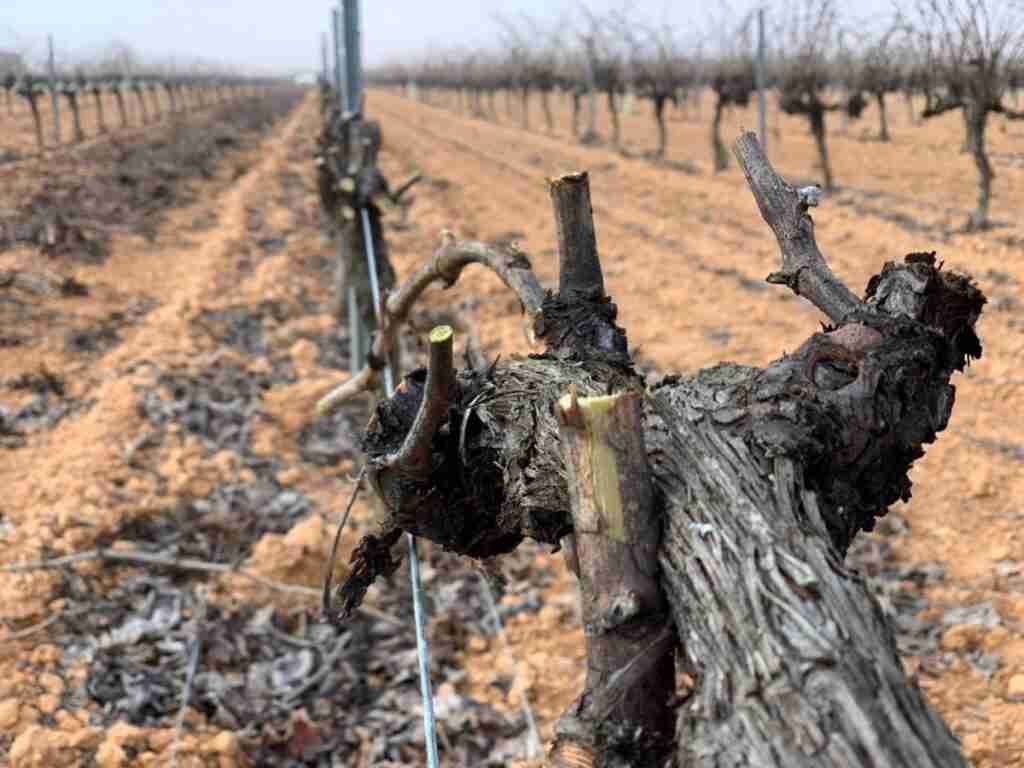 Una resolución permitirá autorizar la quema de residuos vegetales generados en el entorno agrario de Castilla-La Mancha
