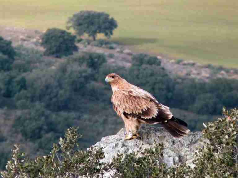 Ayuntamiento Casasbuenas carga contra proyecto para instalar una fábrica de metano en un área crítica de águila imperial