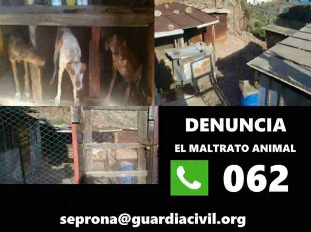 Detenido un vecino de Albacete por un delito de maltrato animal tras dar muerte de forma violenta a un perro
