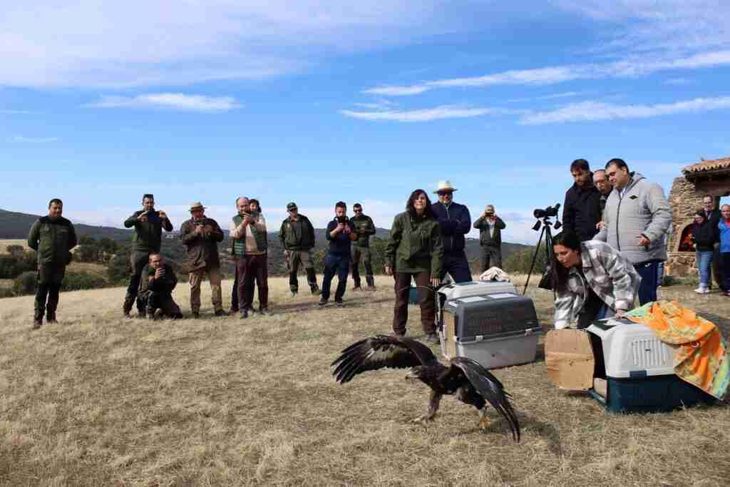 Dos águilas imperiales ibéricas y dos águilas reales recuperadas en 'El Chaparrillo' vuelen a surcar los cielos