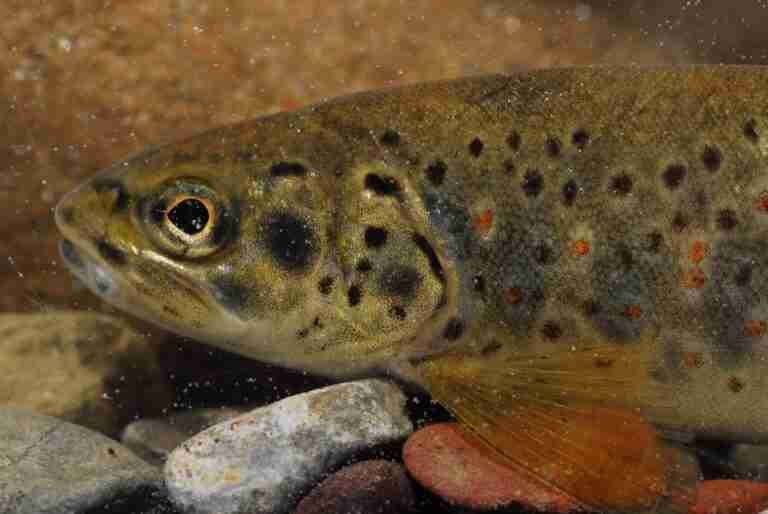 El Consejo de Pesca de Albacete constata el aumento del censo de trucha común y la presencia del pez fraile en el Segura