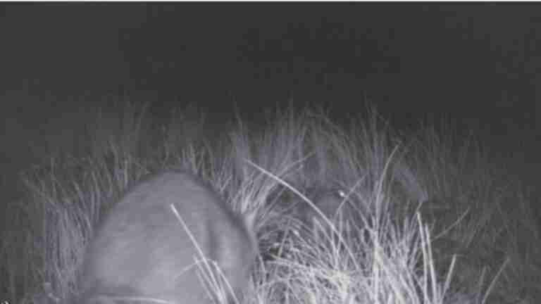 Un estudio revela que en marzo de 2021 se detectó por primera vez la entrada de un mapache en la Serranía de Cuenca