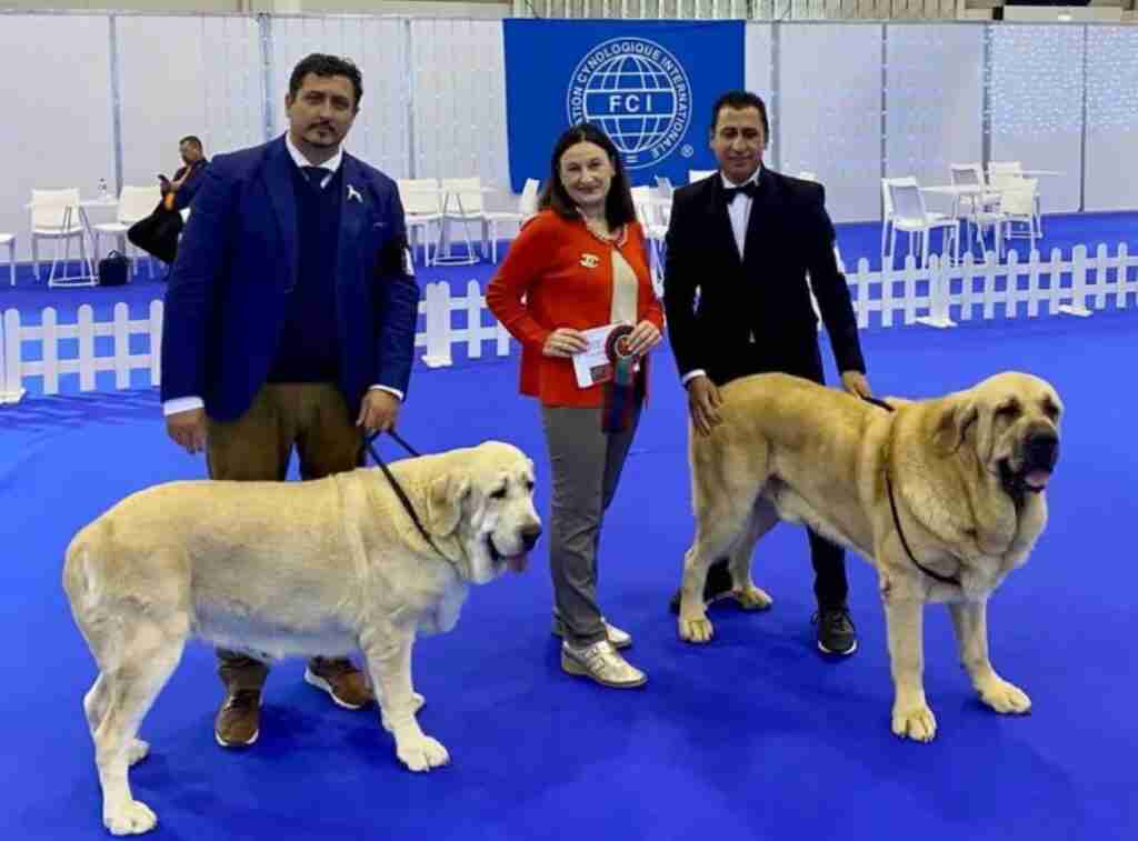 mastines espanoles de miguelturra campeones