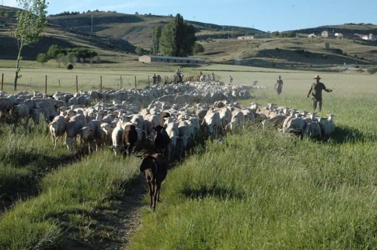 Agricultura declara zonas restringidas adicionales tras los focos de viruela ovina y caprina de la provincia de Cuenca