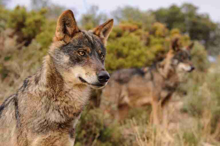 C-LM modifica las bases de las ayudas por daños de ataque de lobo al ganado para incluir la posible financiación estatal