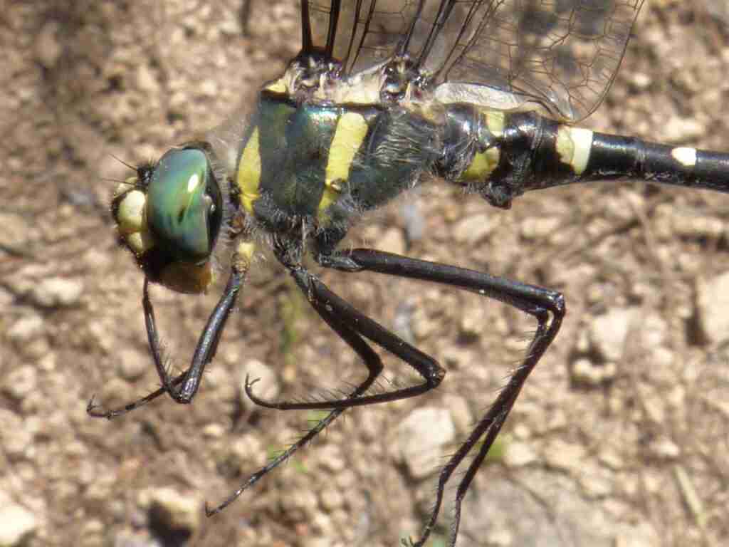 Descubren en Carboneras de Guadazaón (Cuenca) una libélula en peligro de extinción