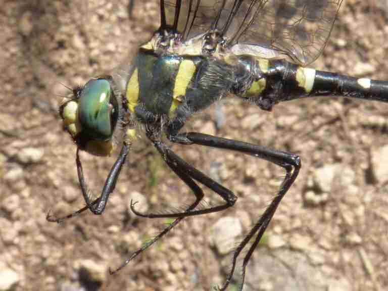 Descubren en Carboneras de Guadazaón (Cuenca) una libélula en peligro de extinción