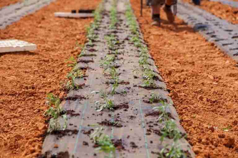 ITAP y UCLM representan a España en un proyecto que busca usar tierras marginales para el cultivo industrial sostenible